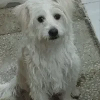 واگذاری سگ ماده