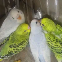 مرغ عشق سالم سرحال کاملا دستی