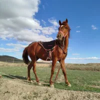 اسب نریان نژاد کرد ۴ سال|اسب و تجهیزات اسب‌سواری|بهار, |دیوار