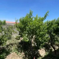 ۵۰۰ متر باغ ویلا کردان سهیلیه|فروش خانه و ویلا|کرج, فاز ۳ مهرشهر|دیوار