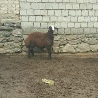 بره بره نر کاور گوسفند