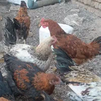 جوجه مرغ.وخروس|حیوانات مزرعه|تربت‌حیدریه, چهارراه خواف|دیوار