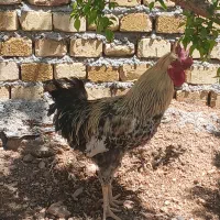 یک عدد خروس گلین جوان درشت مخصوص جوجه کشی