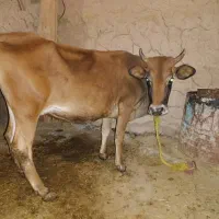 گاو گوساله نر‌سویسی