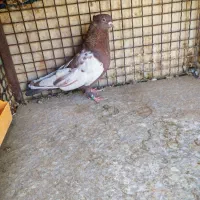 سبز هل پاپر و سینه تافته ای|پرنده|شیراز, رکنآباد|دیوار