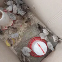 جوجه شاخدار سالم واکسن خورده