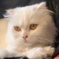 اسکاتیش سفید چشم عسلی ماده 10 ماهشه