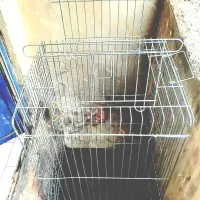 قفس پرنده. درحده خیلی نو  و زیبا