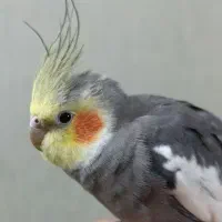 جفت عروس هلندی  دوتا باهم فروخته میشه