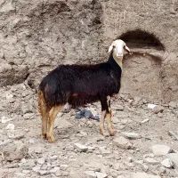 بره قوچ فروشی