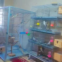 قفس بزرگ و بی نظیر