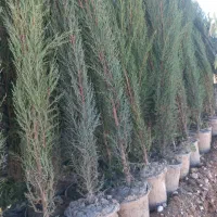 نهال سرو شیراز|گل و گیاه طبیعی|کرمان, |دیوار