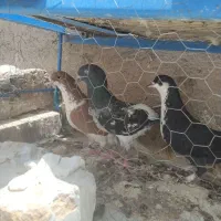 کفتر گرفته