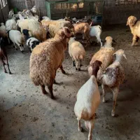 فروش کاوه نر سرحال