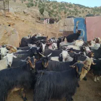 فروش بز وتی بز شیشک وکاوه چاق درجه یک کشتاری