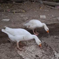 مرغابی و غاز درجه یک