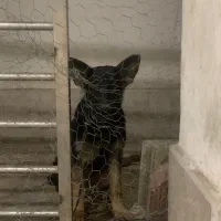 سگ ژرمن شولاین شناسنامه دار|سگ|گنبد کاووس, |دیوار