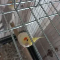 لوتینو نر مست مست آماده جفت گیری|پرنده|صباشهر, |دیوار