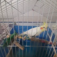 عروس هلندی نرلوتینو|پرنده|شیراز, شهرک امیر کبیر|دیوار