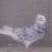 ۱۷ تا کبوتر آس و تضمینی|پرنده|خان ببین, |دیوار