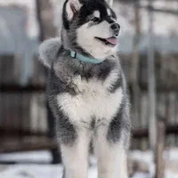 هاسگی ماده  آموزش دیده معاوظه با دوچرخه 24 یا26