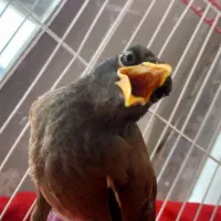 فروش جوجه مینا ۴ ماهه