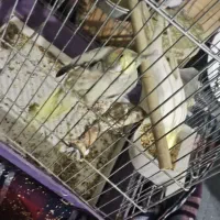 عروس هلندی|پرنده|یزد, |دیوار