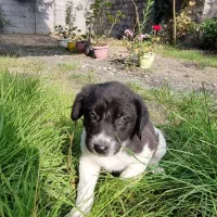 واگذاری توله سگ|سگ|لاهیجان, یوسف آباد|دیوار