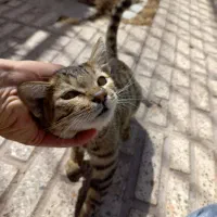 بچه گربه خونگی