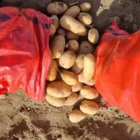 سیب زمینی همدان لوکس لوکس