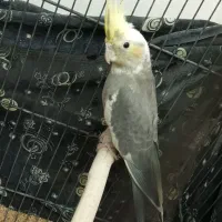 عروس هلندی به شرط سالمی میدم|پرنده|قم, سراجه (۱۵ خرداد)|دیوار