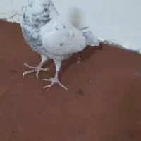 کبوتر تو جاده گرفتم