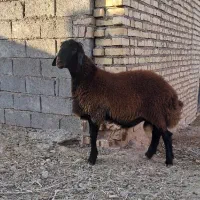 بره قوچ همو درجه یک