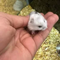 همستر کمپل ۲۰ روزه (مینیاتوری)|موش و خرگوش|اصفهان, بهارستان|دیوار