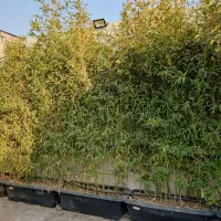 نی خیزران|گل و گیاه طبیعی|تهران, جنت‌آباد جنوبی|دیوار