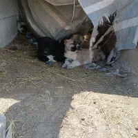 توله های سرابی از بهترین نصل