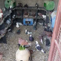 کفتر پرشی