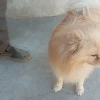 پامراشپیتز نر