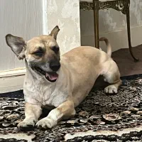 سگ اشپتیز روباهی