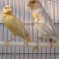 قناری ماده|پرنده|سیرجان, |دیوار