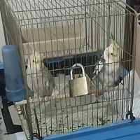 دو عدد عروس هلندی با قفس