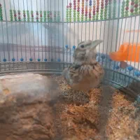 سهره خاکی ماده