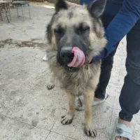 سگ ژرمن پیداشده