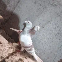 نروماده اوغون وشامی