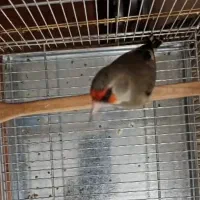 سهره دورگ زاغ استان فارس