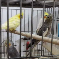 عروس هلندی سالم جفت