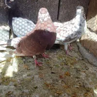 کفتر پرشی|پرنده|گلپایگان, |دیوار