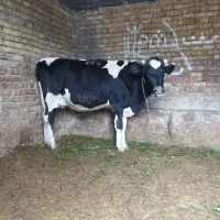 گاو تلیسه خانگی شکم اول اصیل 9ماه آبستن گرم