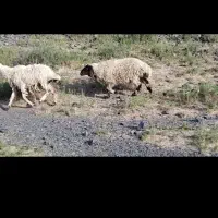 88راس میش چاق کردی کرمانشاهی|حیوانات مزرعه|تربت جام, جامرود|دیوار