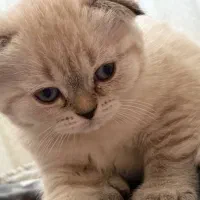 گربه اسکاتیش فولد